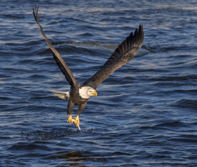 Bald eagle (Haliaeetus leucocephalus) hunting fish at Mississippi River, Iowa, USA