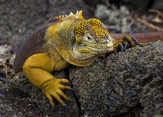 Land Iguana, Galapagos