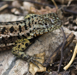 Lizard