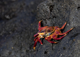 Crab