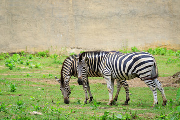 Image of two zebras are eating grass on nature background. Wild Animals.