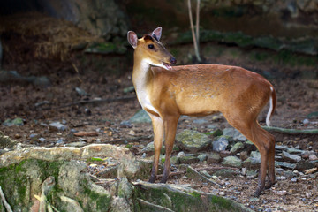 Image of Barking deer or Muntjac (Muntiacini) on the ground. Wildlife Animals.