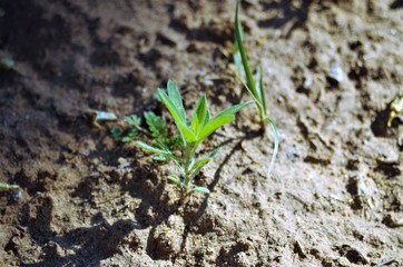 Sprout