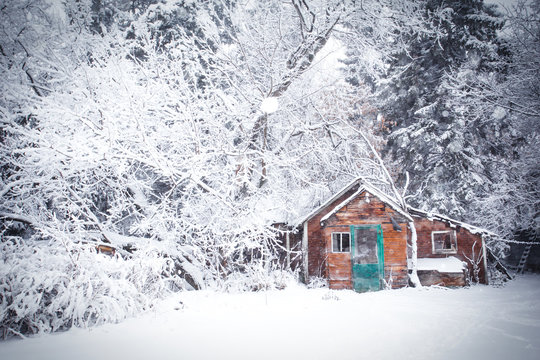 An old crumbling brown wooden cabin surrounded by a forest of white snow covered trees in a rural landscape