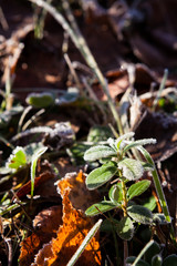 Frosty lingonberry twigs in morning sunshine