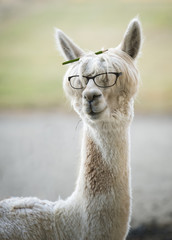 Funny alpaca with reading glasses and colored pencil in hair