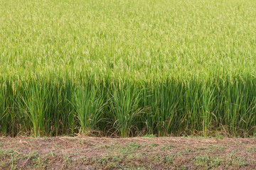 Close-up of green rice field