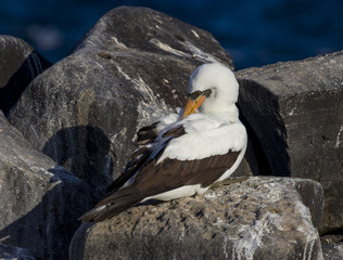 Preening masked booby