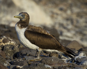 Juvenile Booby