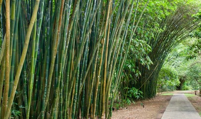 Beautiful giant bamboo clumps hang over a garden path in a asian forest