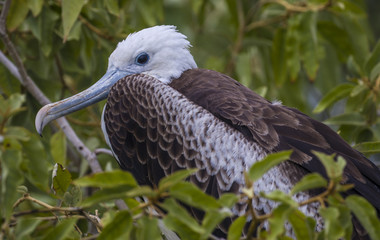 Frigate bird Galapagos