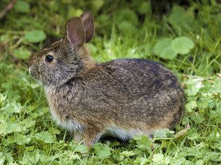 Andean bunny