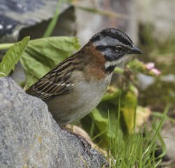 Rufous collared sparrow, Ecuador