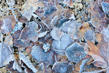 Frozen autumn leaves on ground close-up