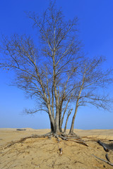 Fototapeta na wymiar Dry desert landscape of trees