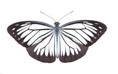 Butterfly isolated on white background
