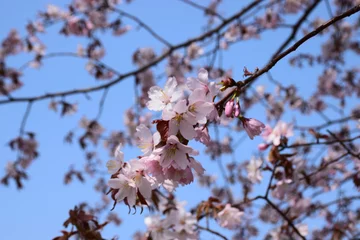 Crédence de cuisine en verre imprimé Fleur de cerisier 桜