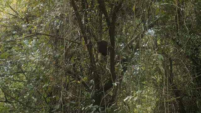 Black-Headed Spider Monkey, Costa Rica