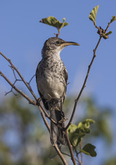 Galapagos Mockingbird