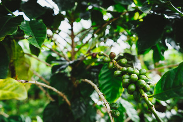 Green coffee cherry on the tree