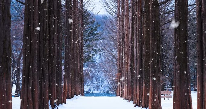 Row tree and snow falling in Nami island, South Korea. Nami island in winter.