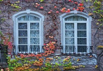 Fototapeta na wymiar house with colorful vines in fall