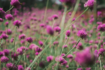 Close up of  pink Gomphrena flower or Gomphrena globosa in the field.