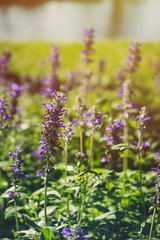 Obraz premium Close Up of lavender flowers on the field near the pond in the garden.