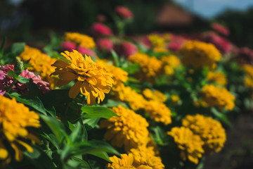 Yellow zinnia flowers in the garden.