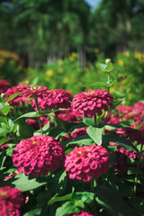 Obraz premium Violet zinnia flower with leave in the garden.