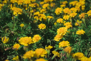 Yellow marigold meadow in the park.
