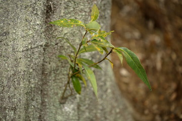 木の芽