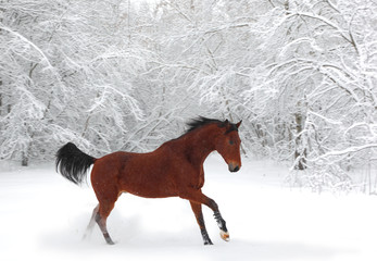 Horse runs gallop on the winter field 