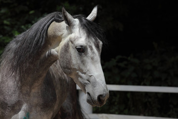 Andalusian horse portrait 