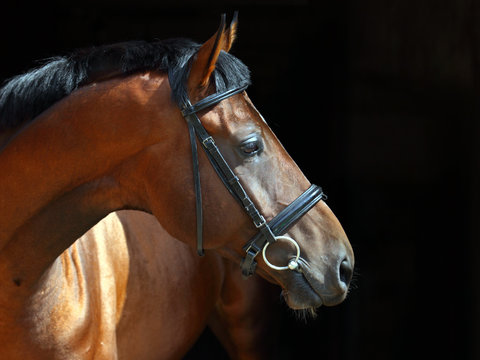 Portrait of bay dressage horse on dark background clouseup 