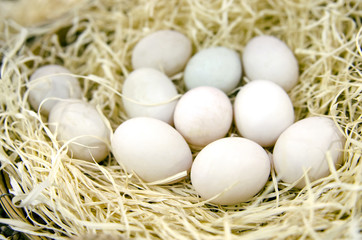 Eggs in the nest in natural background