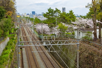 桜満開の須磨浦公園、神戸市須磨区にて