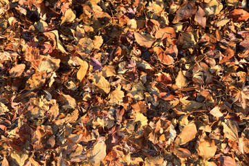 Texture, It looks like a dead leaf