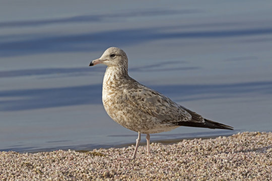 Bird sea gull at Salton Sea shore