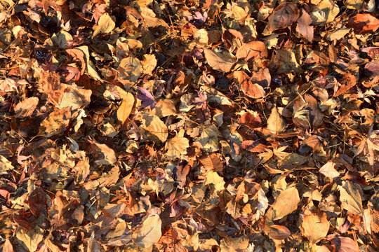 Texture, It looks like a dead leaf