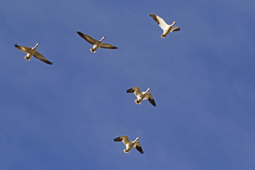 Birds snow geese flying over the Salton Sea