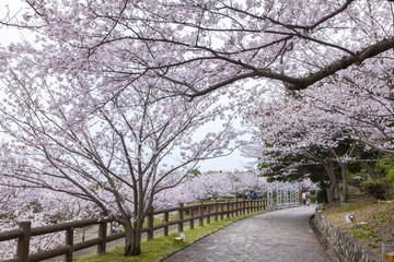 Fototapeta na wymiar 桜満開の須磨浦公園、神戸市須磨区にて