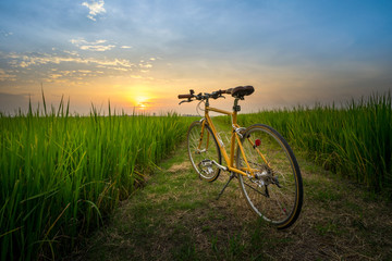 Fototapeta na wymiar A yellow bicycle in the rice filed at the time of beautiful sunset.