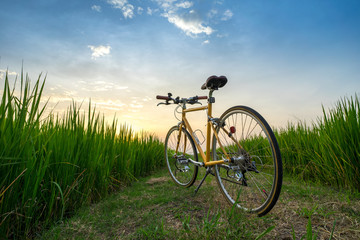 Obraz na płótnie Canvas A yellow bicycle in the rice filed at the time of beautiful sunset.