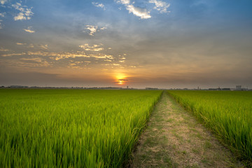 Fototapeta na wymiar The panoramic view of the rice field at the moment of sunset with beautiful color of sky.