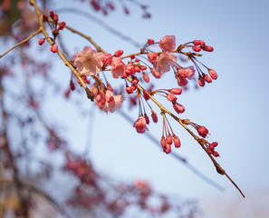 Cherry blossom in Nara, Japan