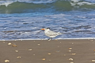 This is a seagull with an orange beak facing left with a wave