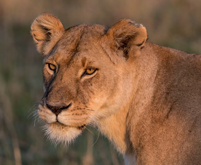 African Female Lion