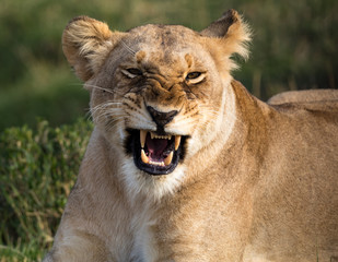 Obraz na płótnie Canvas Angry Lion