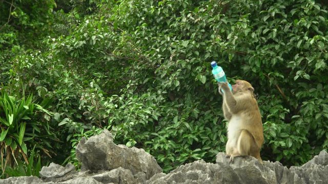 The monkey on rocks drinks from a bottle. The impudent monkey has stolen a bottle from the tourist. A monkey on the island. Island of monkeys. Monkeys.
